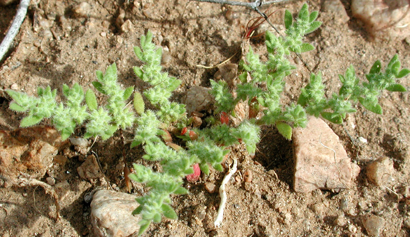 Hairy Rupturewort