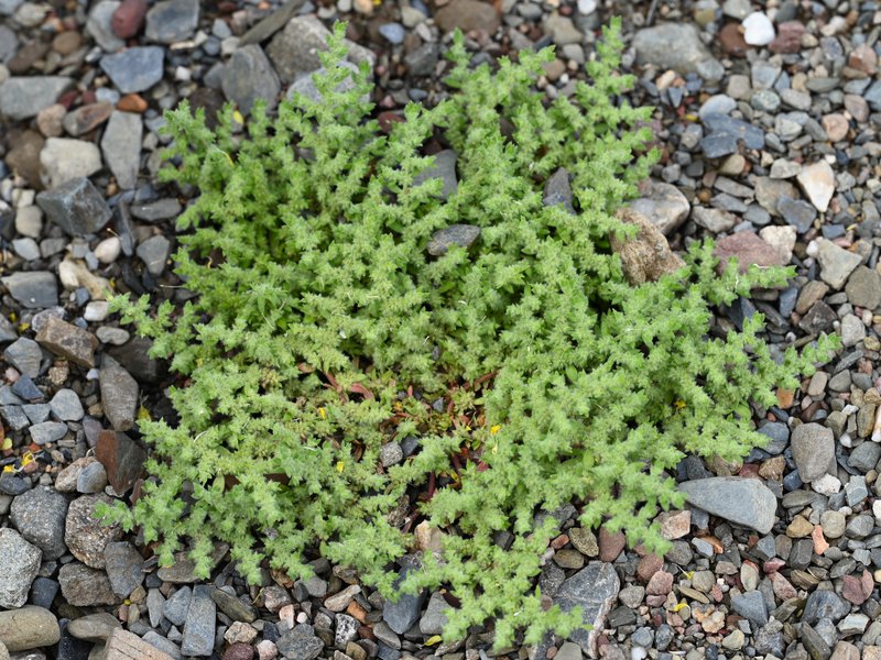 Hairy Rupturewort photo 6