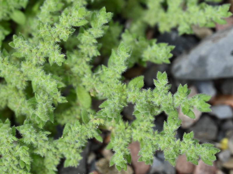 Hairy Rupturewort photo 7
