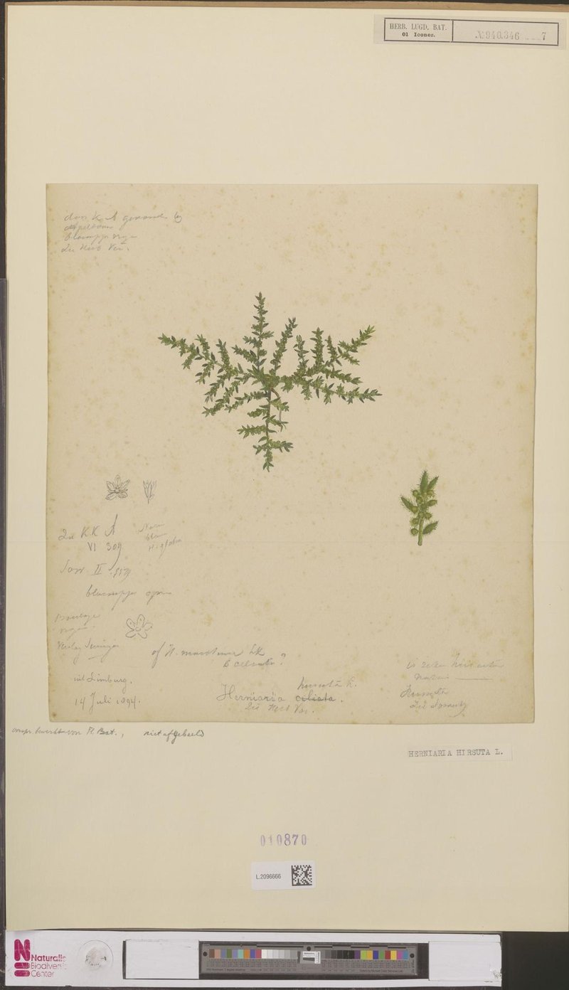 Hairy Rupturewort photo 8