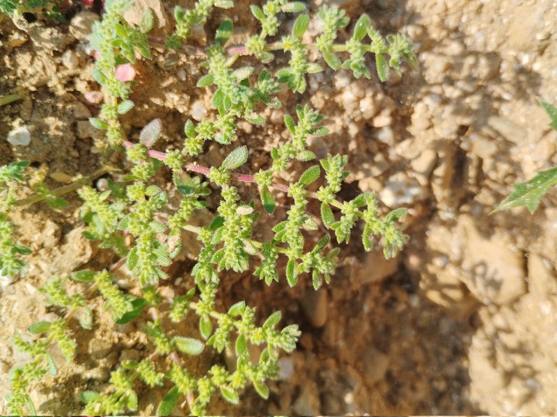 Herniaria hirsuta subsp. hirsuta