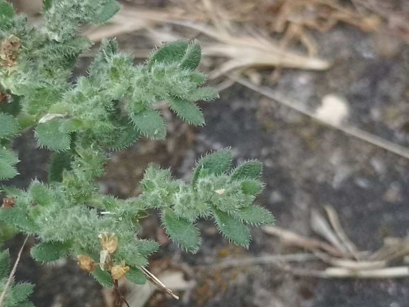Herniaria hirsuta subsp. hirsuta photo 2