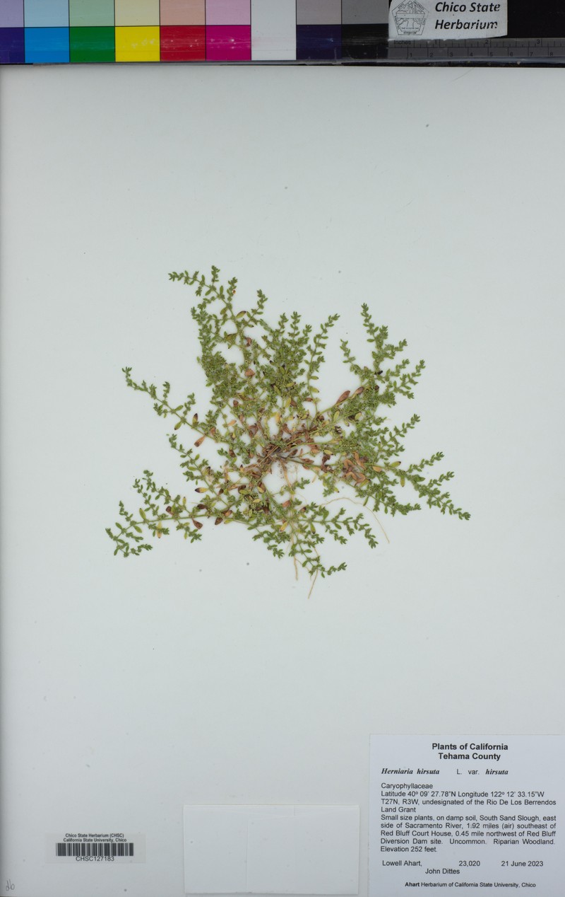Herniaria hirsuta subsp. hirsuta photo 3