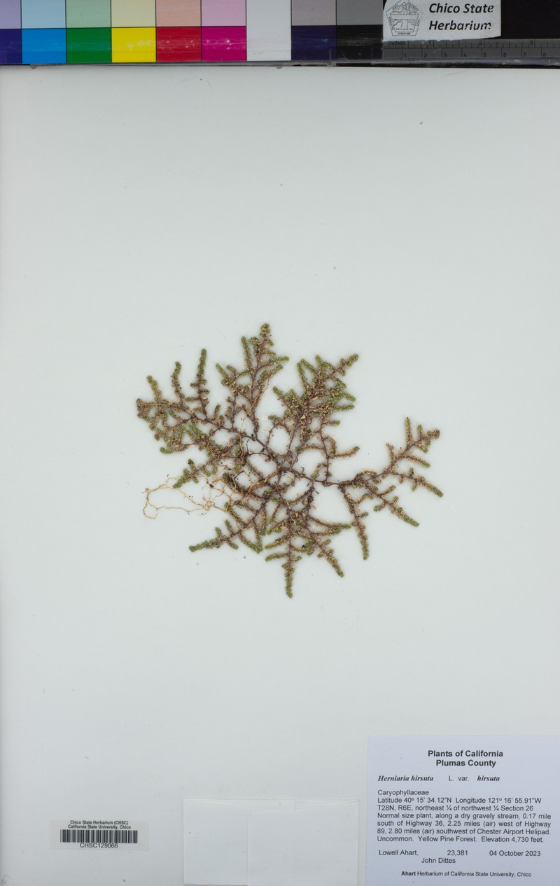 Herniaria hirsuta subsp. hirsuta photo 4