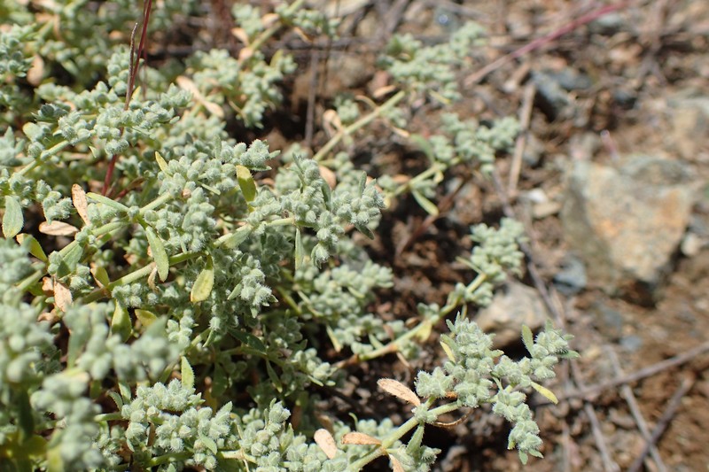 Gray Rupturewort photo 4