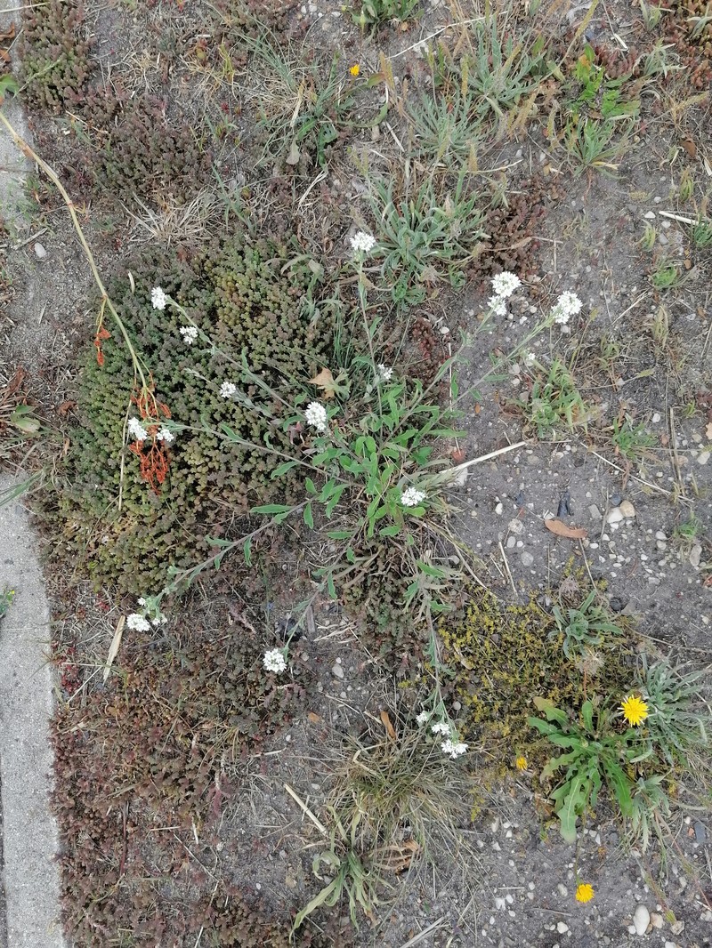 Gray Rupturewort photo 5