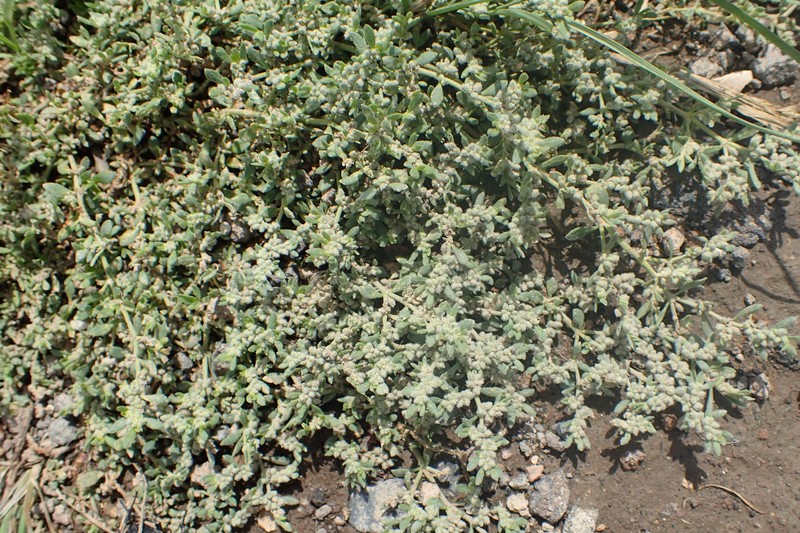 Gray Rupturewort photo 2