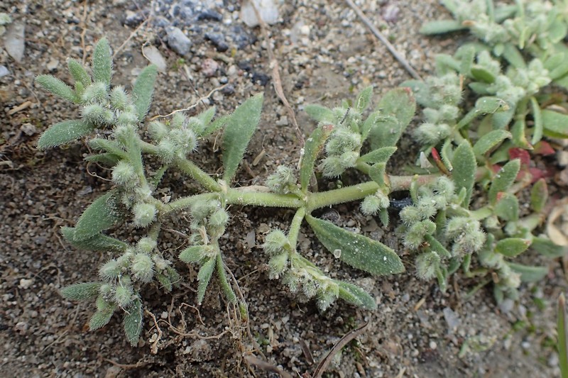 Gray Rupturewort