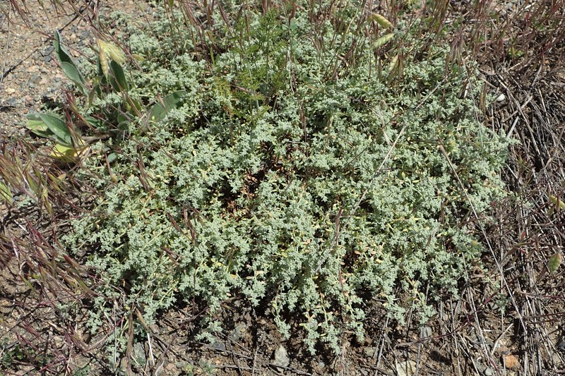 Gray Rupturewort photo 3