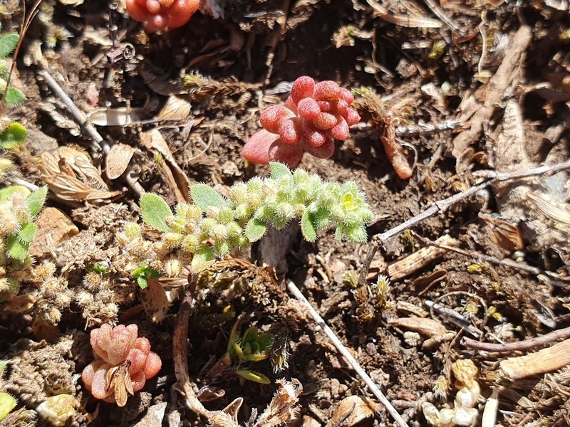 Herniaria latifolia