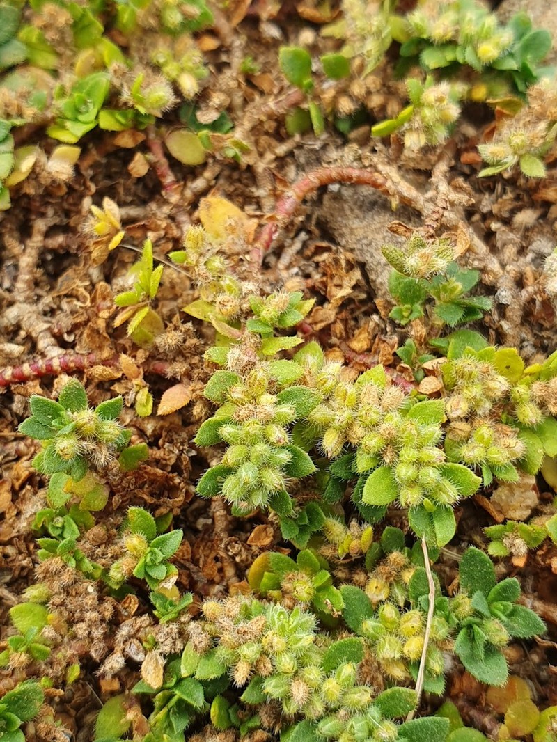 Herniaria latifolia photo 2