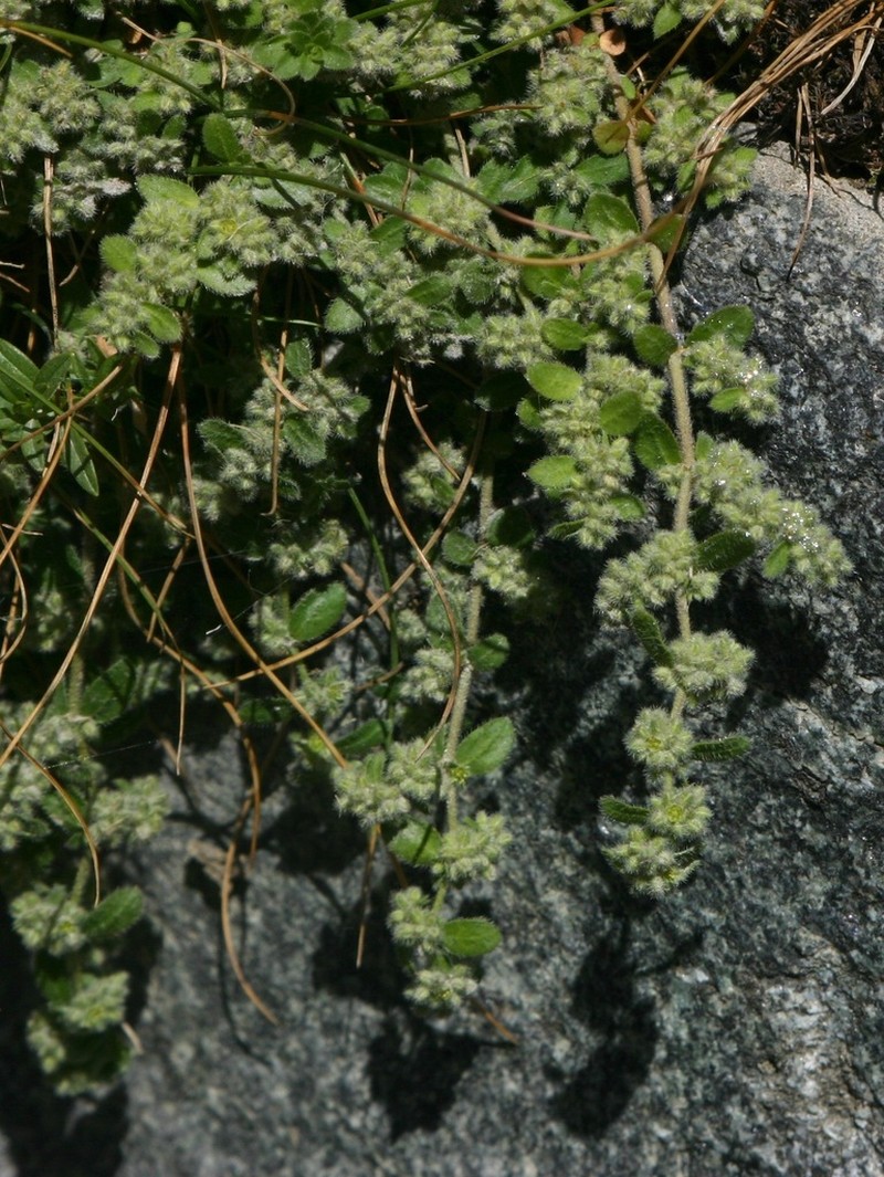 Herniaria latifolia photo 3