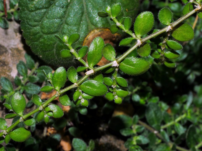Herniaria latifolia photo 4