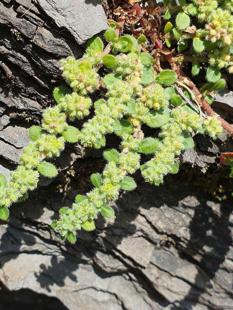 Herniaria latifolia photo 5