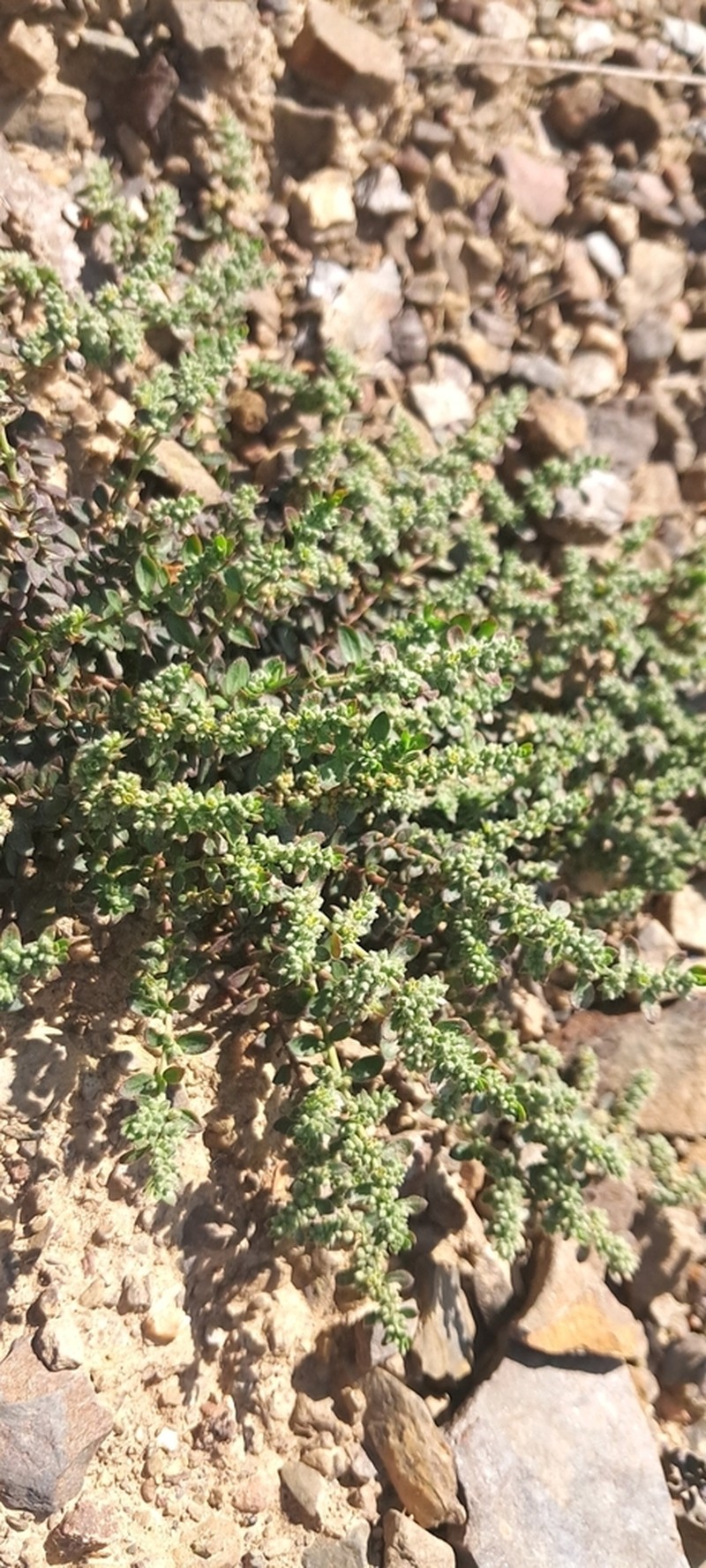 Herniaria latifolia photo 6