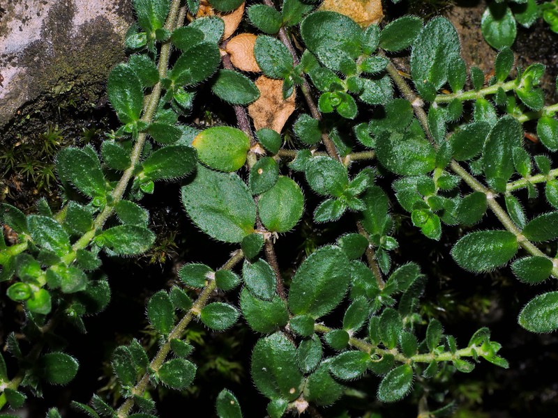 Herniaria latifolia photo 7