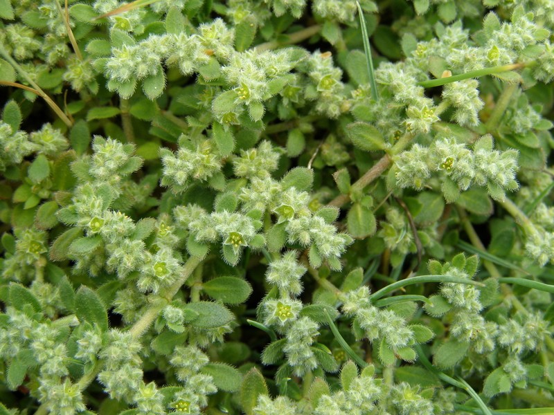 Herniaria latifolia photo 8