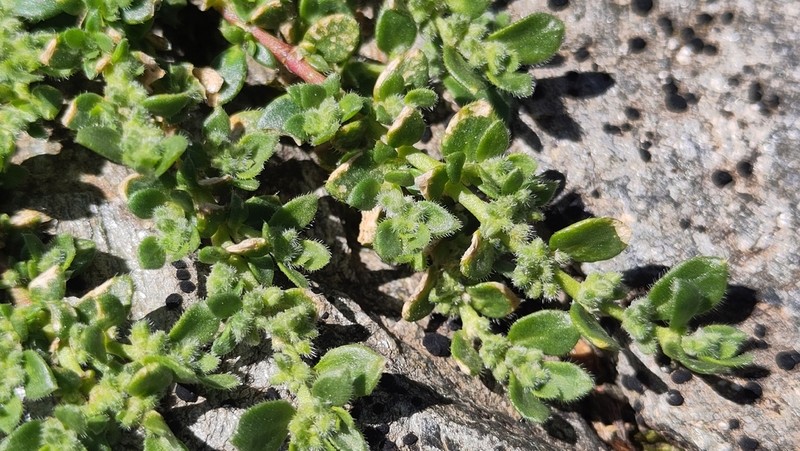 Herniaria litardierei