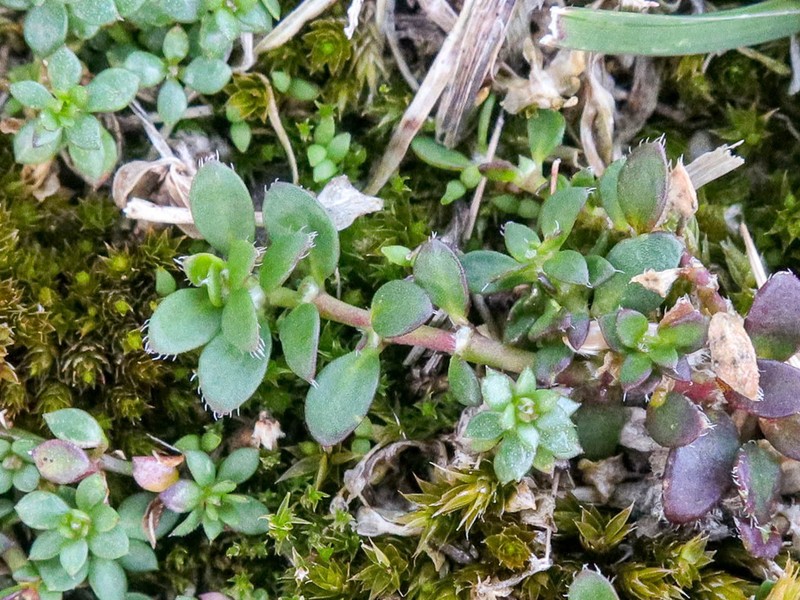 Herniaria litardierei photo 2