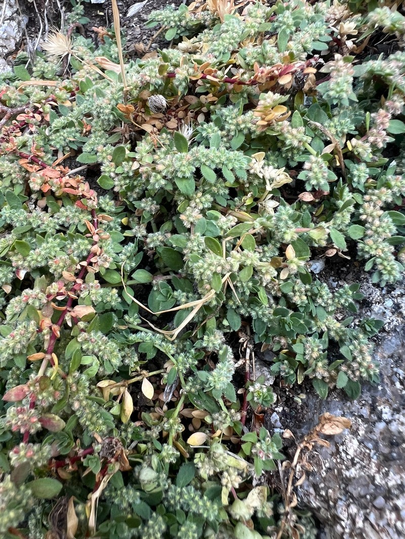 Herniaria litardierei photo 3