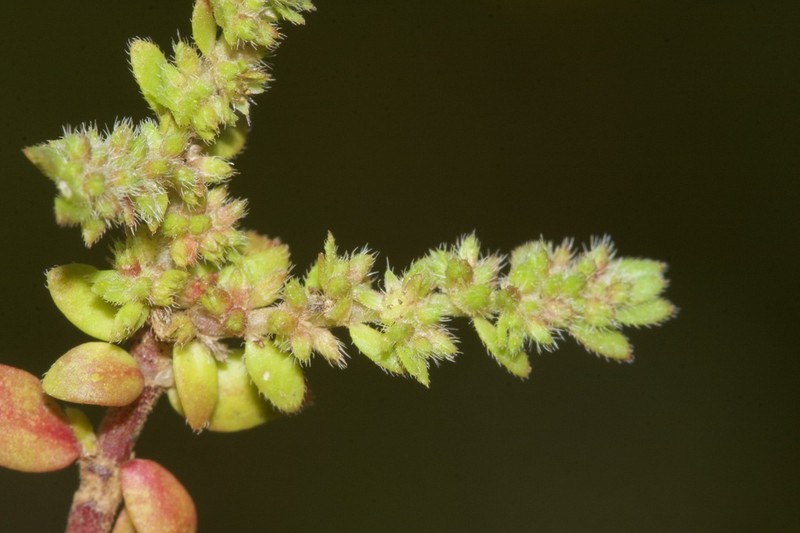 Herniaria lusitanica