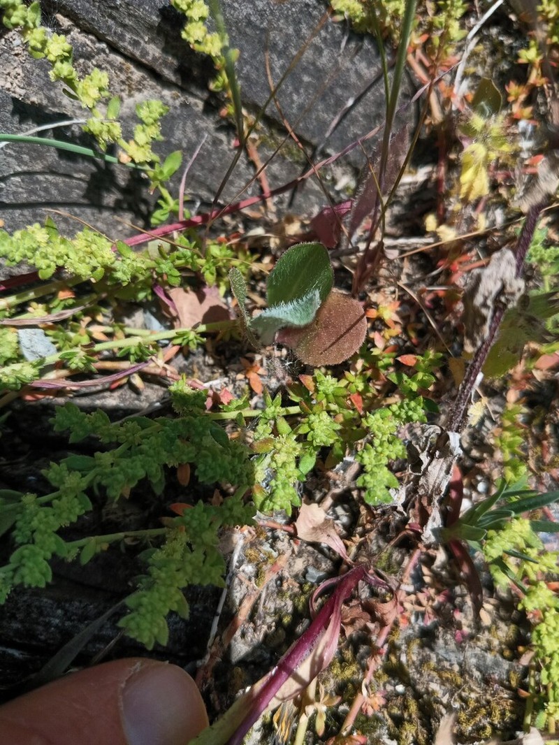 Herniaria lusitanica photo 2