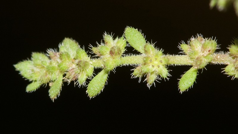 Herniaria lusitanica photo 3