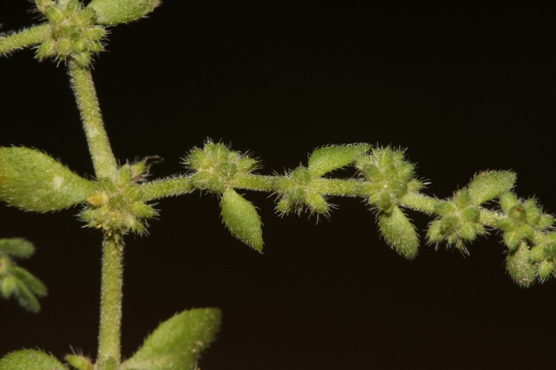 Herniaria lusitanica photo 4