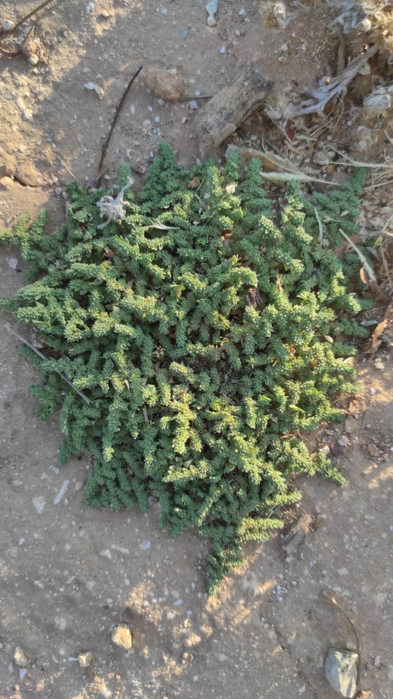 Herniaria lusitanica photo 6