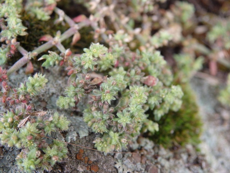 Herniaria lusitanica photo 7