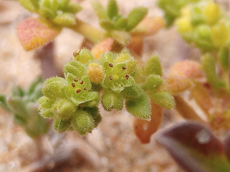 Herniaria maritima