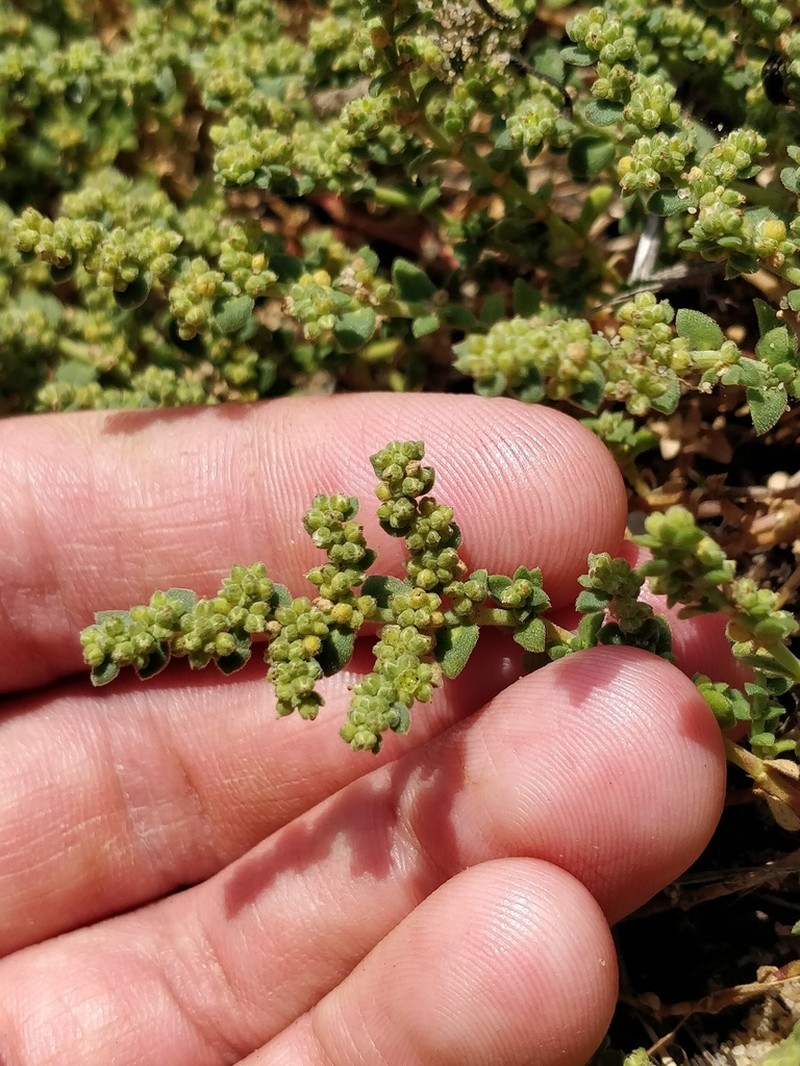 Herniaria maritima photo 2