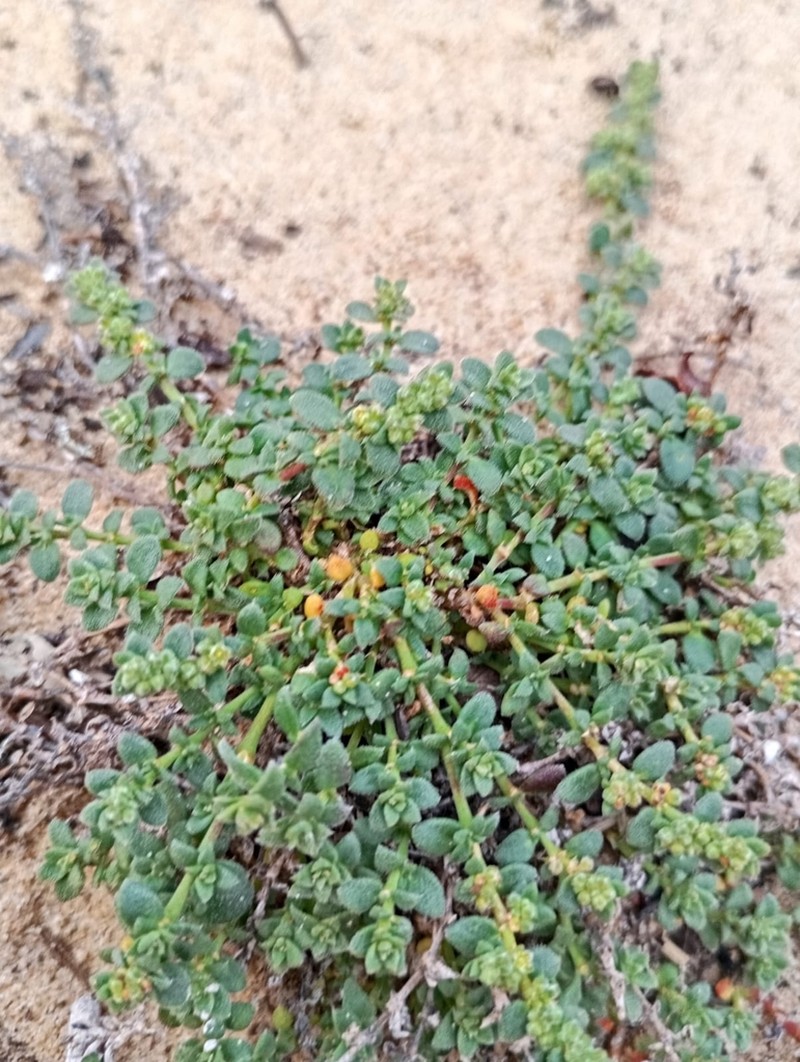 Herniaria maritima photo 3