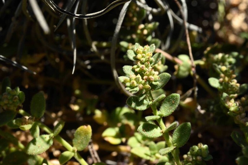 Herniaria maritima photo 4