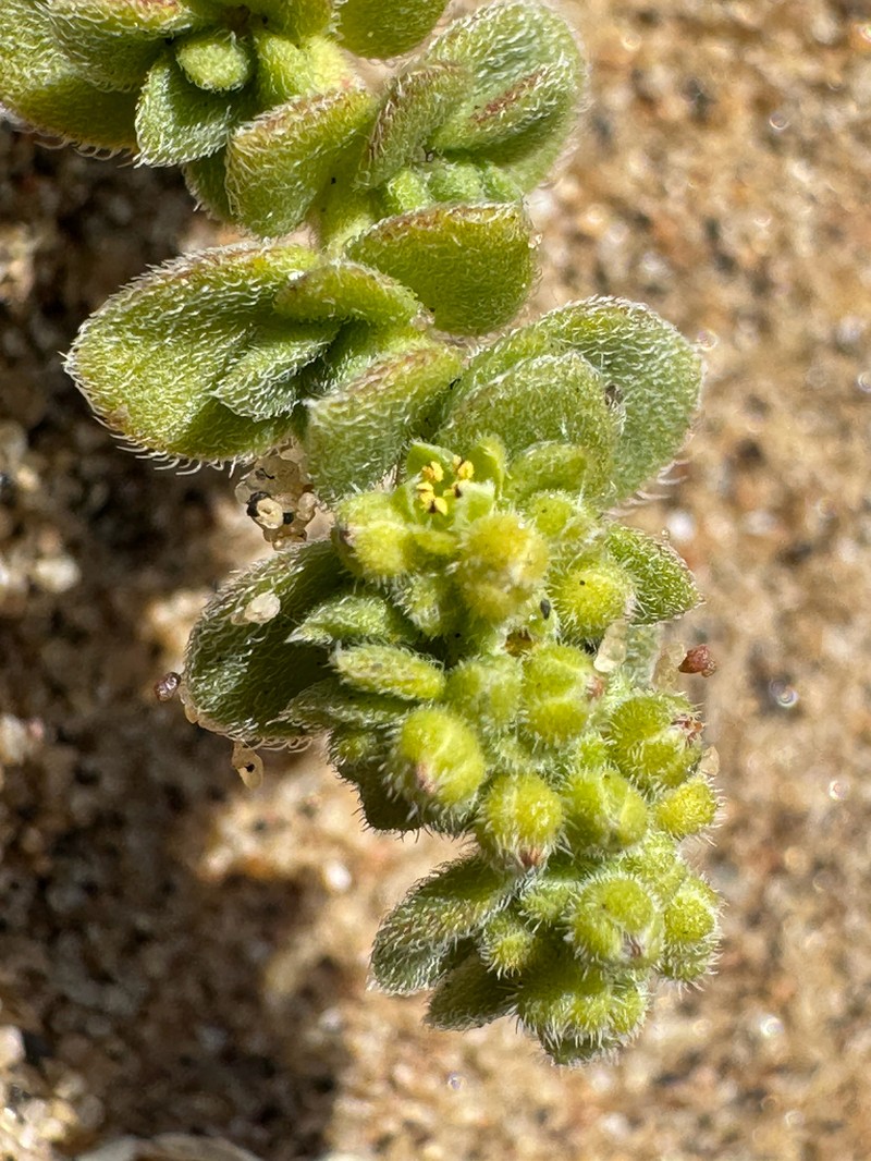 Herniaria maritima photo 5
