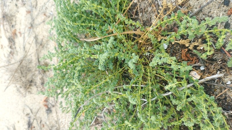 Herniaria maritima photo 6