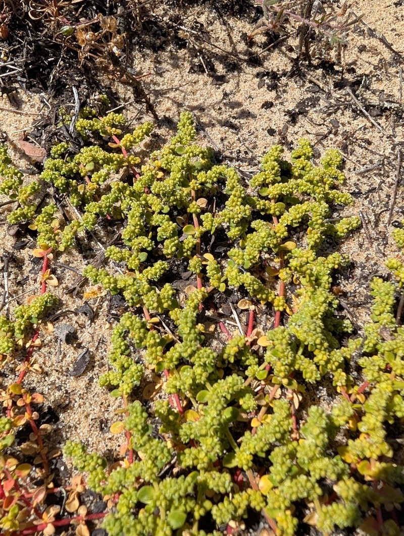 Herniaria maritima photo 7