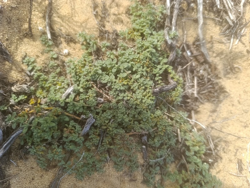 Herniaria maritima photo 8