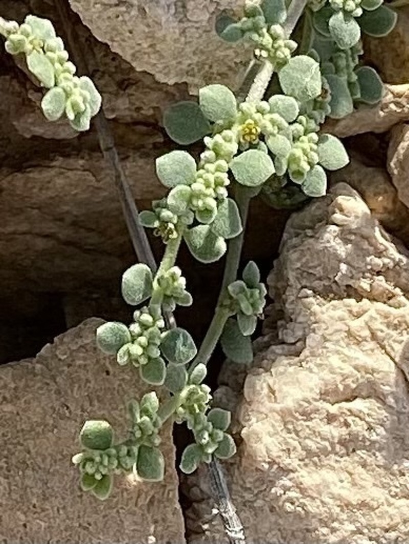 Herniaria maskatensis photo 2