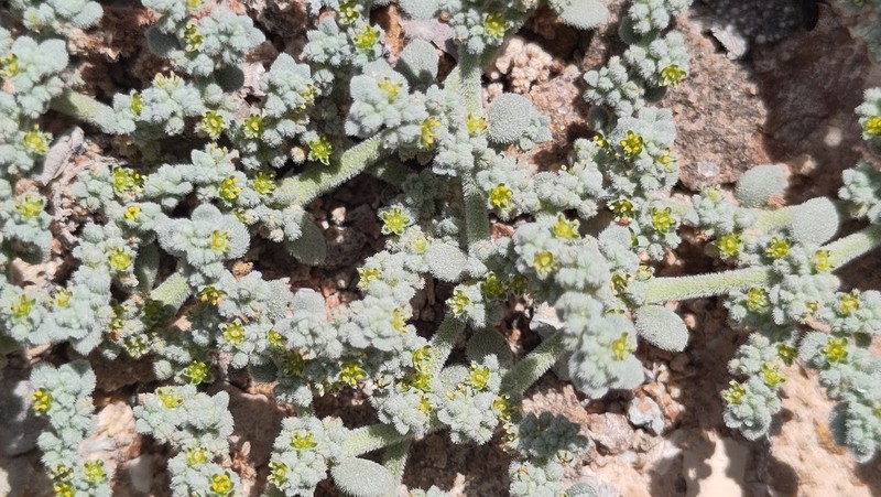 Herniaria maskatensis photo 3