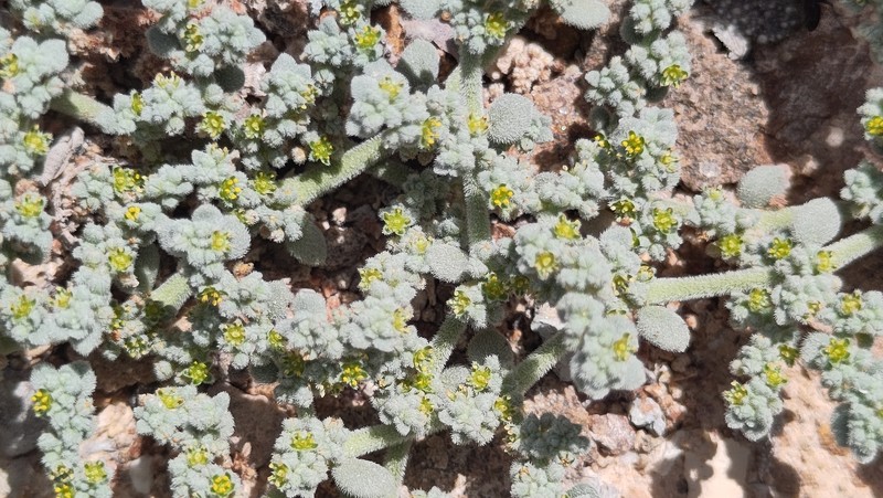 Herniaria maskatensis photo 5
