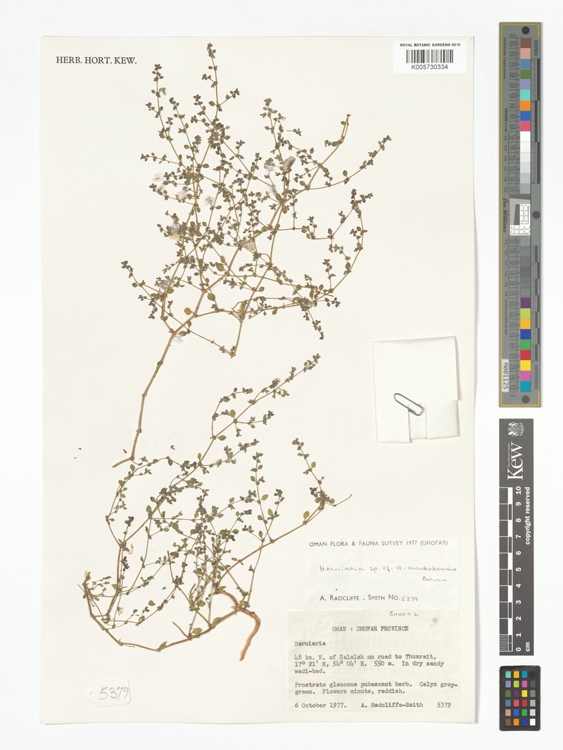 Herniaria maskatensis photo 6