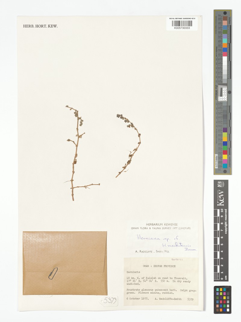 Herniaria maskatensis photo 7