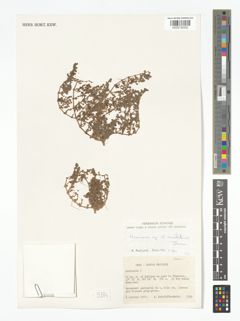 Herniaria maskatensis photo 8