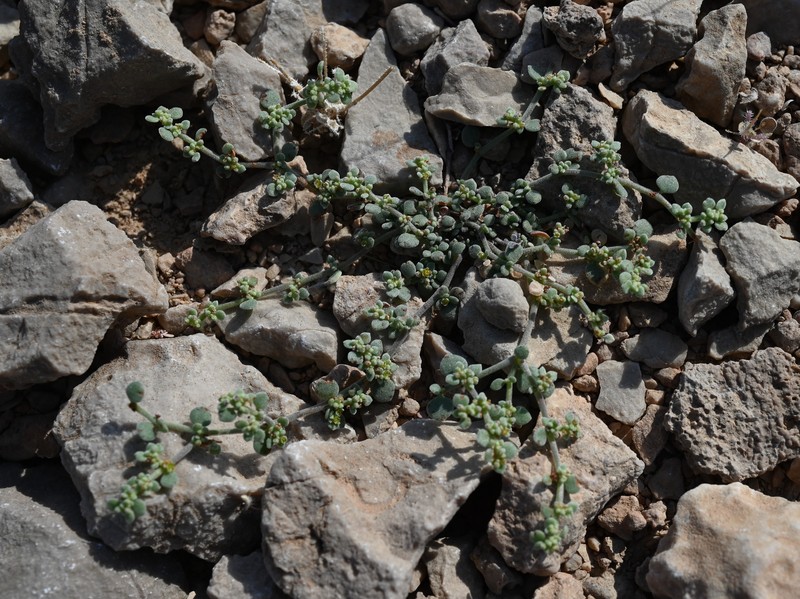 Herniaria maskatensis