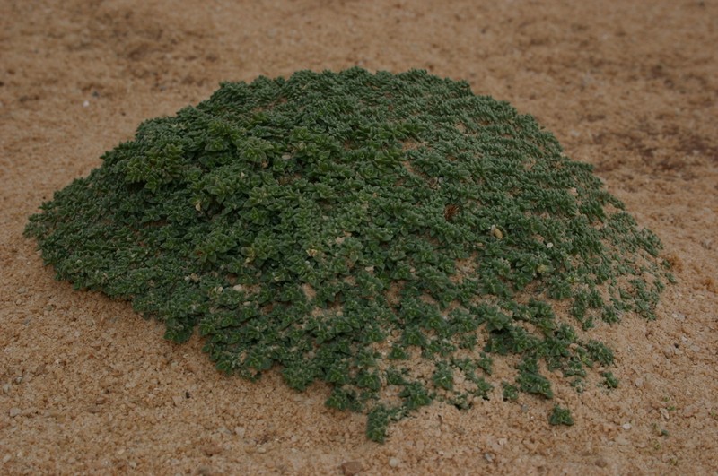 Herniaria mauritanica