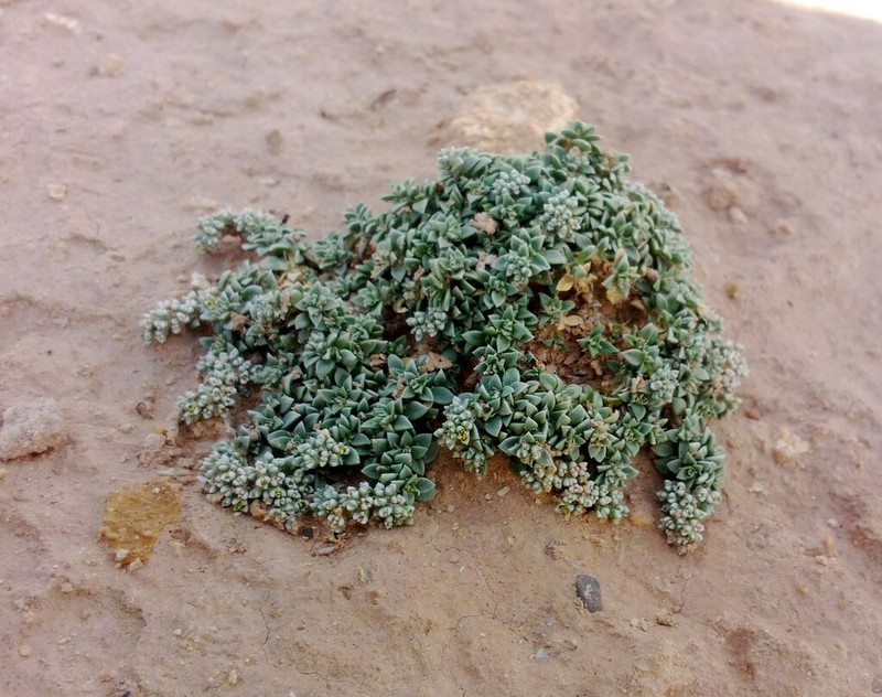 Herniaria mauritanica photo 2