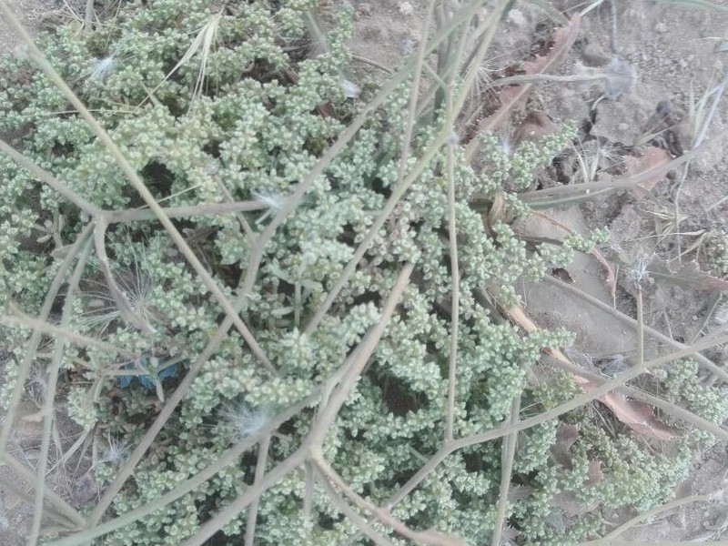 Herniaria mauritanica photo 3