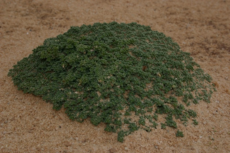 Herniaria mauritanica photo 5