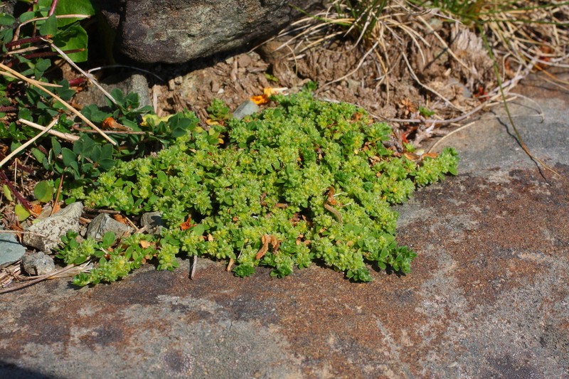 Herniaria parnassica